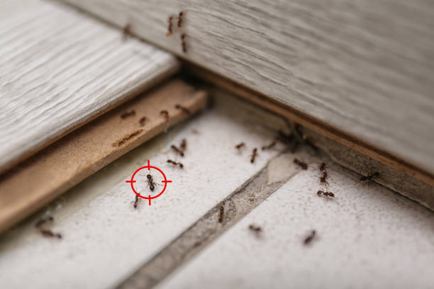 Best Exterminator Services  in Llender, CA
