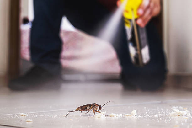 Best Bed Bug Extermination  in Llender, CA