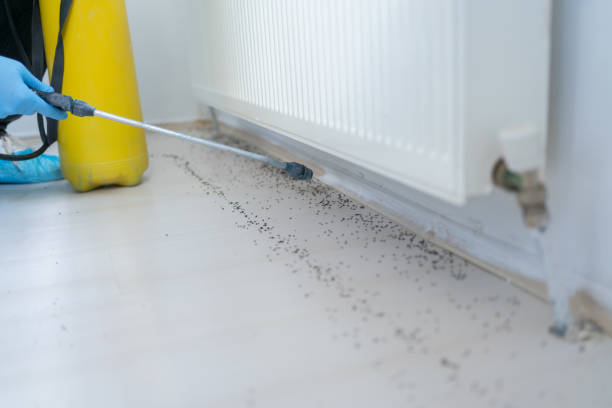 Best Pest Control Near Me in Callender, CA