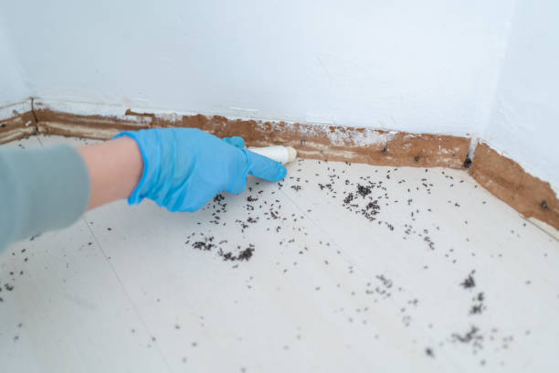 Best Rat Extermination Near Me  in Llender, CA